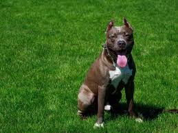 Heat - German Shepherd